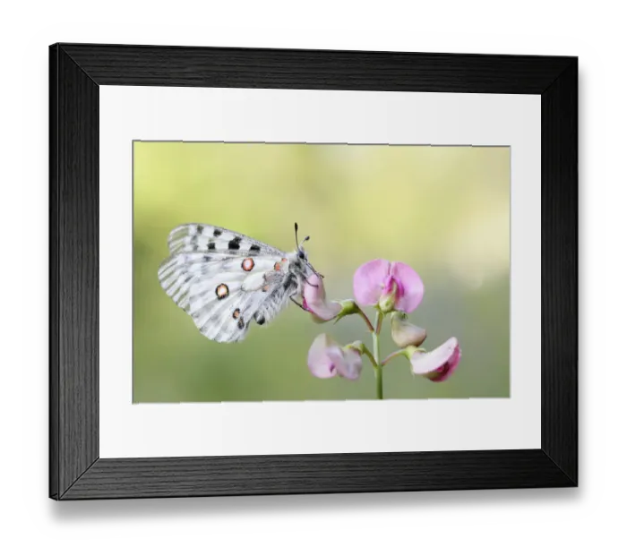 Framed Print : Apollo Butterfly -Parnassius apollo-, Tyrolean Oberland, Tyrol, Austria Framed Print : Apollo Butterfly -Parnassius apollo-, Tyrolean Oberland, Tyrol, Austria
