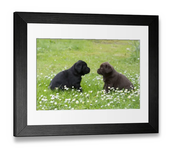 Framed Print : Two Labrador Retriever Puppies Framed Print : Two Labrador Retriever Puppies