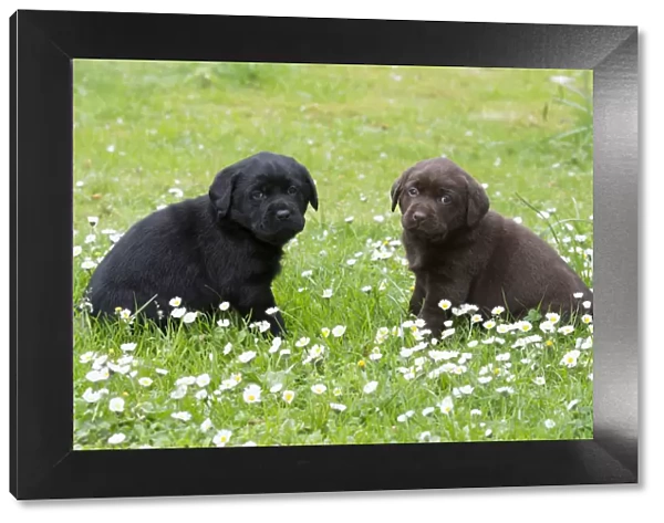 Two Labrador Retriever Puppies