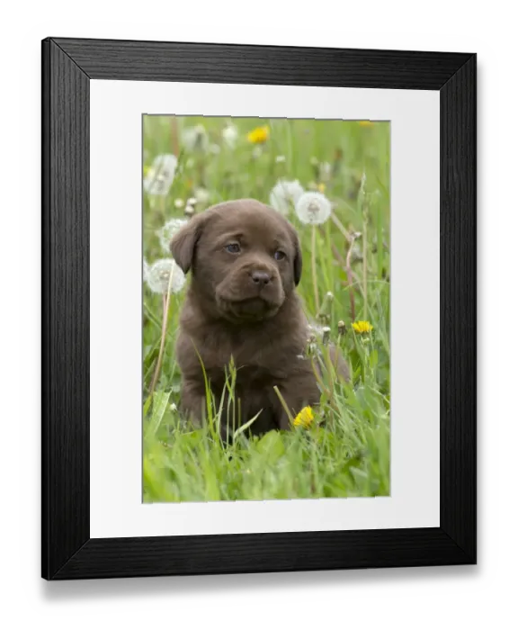 Framed Print : Chocolate Labrador Retriever puppy Framed Print : Chocolate Labrador Retriever puppy