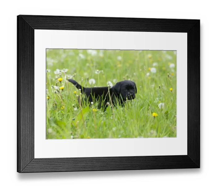 Framed Print : Black Labrador Retriever puppy walking through tall grass Framed Print : Black Labrador Retriever puppy walking through tall grass