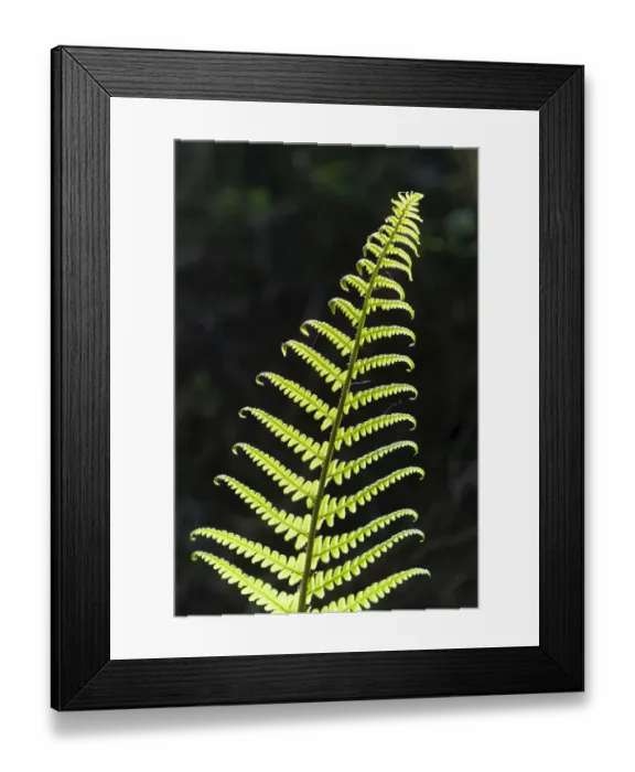 Framed Print : Frond, backlit, Germany Framed Print : Frond, backlit, Germany