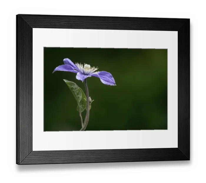 Framed Print : Purple Clematis -Clematis viticella Prince Charles- Framed Print : Purple Clematis -Clematis viticella Prince Charles-
