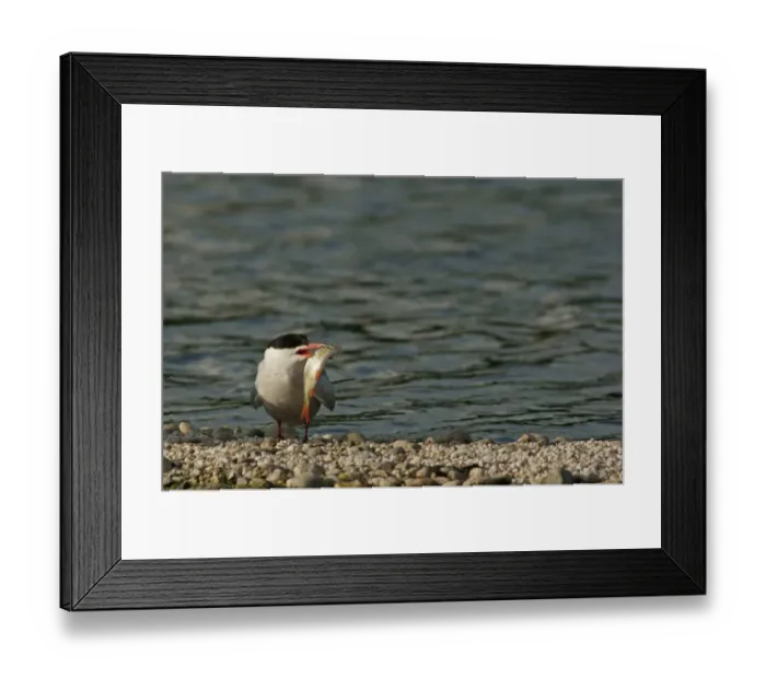 Framed Print : Common Tern -Sterna hirundo-, Mecklenburg-Western Pomerania, Germany Framed Print : Common Tern -Sterna hirundo-, Mecklenburg-Western Pomerania, Germany
