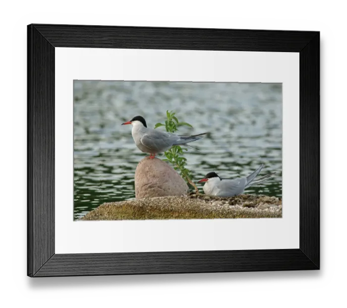 Framed Print : Common Terns -Sterna hirundo-, Mecklenburg-Western Pomerania, Germany Framed Print : Common Terns -Sterna hirundo-, Mecklenburg-Western Pomerania, Germany