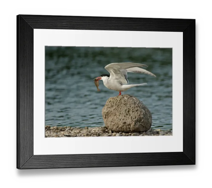Framed Print : Common Tern -Sterna hirundo-, Mecklenburg-Western Pomerania, Germany Framed Print : Common Tern -Sterna hirundo-, Mecklenburg-Western Pomerania, Germany