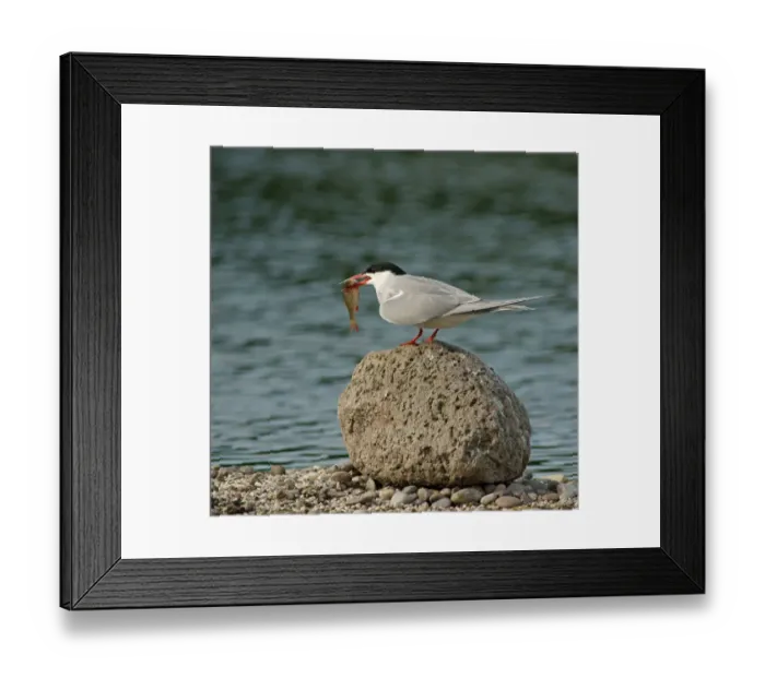 Framed Print : Common Tern -Sterna hirundo-, Mecklenburg-Western Pomerania, Germany Framed Print : Common Tern -Sterna hirundo-, Mecklenburg-Western Pomerania, Germany