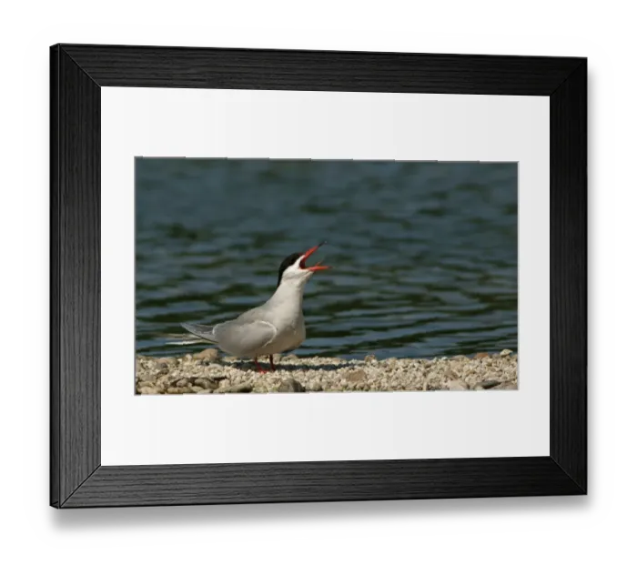 Framed Print : Common Tern -Sterna hirundo-, Mecklenburg-Western Pomerania, Germany Framed Print : Common Tern -Sterna hirundo-, Mecklenburg-Western Pomerania, Germany