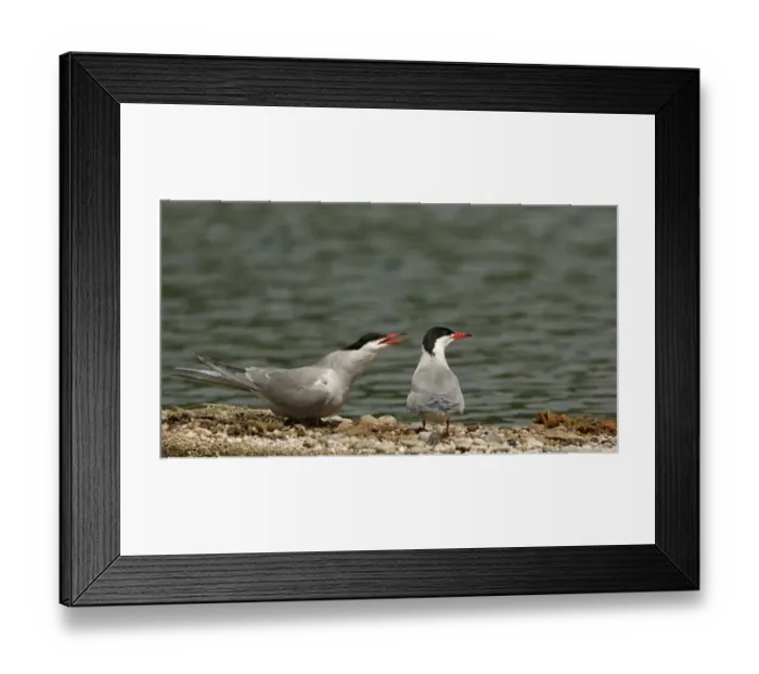 Framed Print : Common Terns -Sterna hirundo-, Mecklenburg-Western Pomerania, Germany Framed Print : Common Terns -Sterna hirundo-, Mecklenburg-Western Pomerania, Germany
