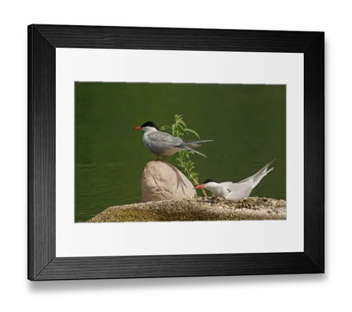 Framed Print : Common Terns -Sterna hirundo-, Mecklenburg-Western Pomerania, Germany Framed Print : Common Terns -Sterna hirundo-, Mecklenburg-Western Pomerania, Germany
