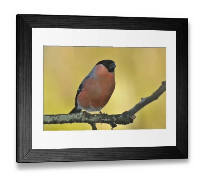 Framed Print : Bullfinch -Pyrrhula pyrrhula-, male, perched on a branch, Sauerland, North Rhine-Westphalia, Germany Framed Print : Bullfinch -Pyrrhula pyrrhula-, male, perched on a branch, Sauerland, North Rhine-Westphalia, Germany