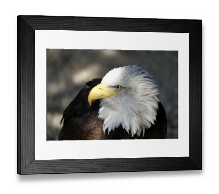 Framed Print : Bald Eagle -Haliaeetus leucocephalus-, native to North America, captive, Germany Framed Print : Bald Eagle -Haliaeetus leucocephalus-, native to North America, captive, Germany