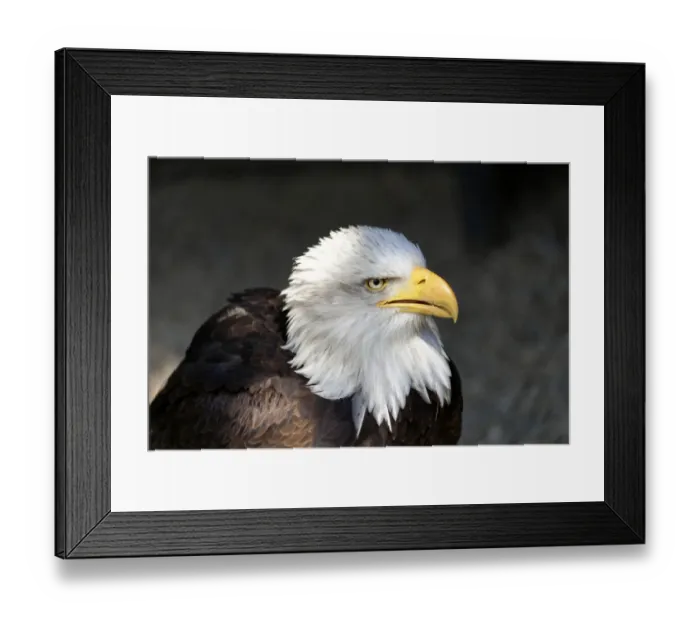Framed Print : Bald Eagle -Haliaeetus leucocephalus-, native to North America, captive, Germany Framed Print : Bald Eagle -Haliaeetus leucocephalus-, native to North America, captive, Germany
