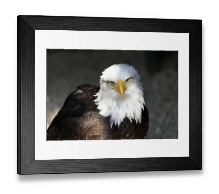 Framed Print : Bald Eagle -Haliaeetus leucocephalus-, native to North America, captive, Germany Framed Print : Bald Eagle -Haliaeetus leucocephalus-, native to North America, captive, Germany