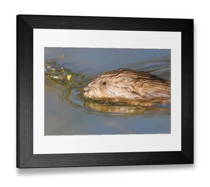 Framed Print : Muskrat -Ondatra zibethicus-, swimming, North Hesse, Hesse, Germany Framed Print : Muskrat -Ondatra zibethicus-, swimming, North Hesse, Hesse, Germany