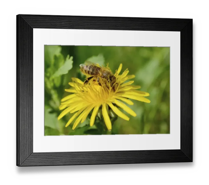 Framed Print : Honey Bee -Apis mellifera- covered with pollen from collecting honey on a Dandelion -Taraxacum sect. Ruderalia- Framed Print : Honey Bee -Apis mellifera- covered with pollen from collecting honey on a Dandelion -Taraxacum sect. Ruderalia-
