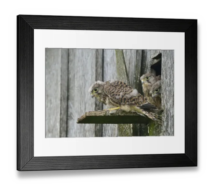 Framed Print : Common Kestrels -Falco tinnunculus-, young birds, Emsland, Lower Saxony, Germany Framed Print : Common Kestrels -Falco tinnunculus-, young birds, Emsland, Lower Saxony, Germany