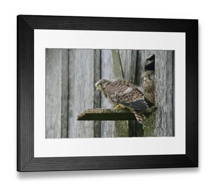 Framed Print : Common Kestrels -Falco tinnunculus-, young birds, Emsland, Lower Saxony, Germany Framed Print : Common Kestrels -Falco tinnunculus-, young birds, Emsland, Lower Saxony, Germany