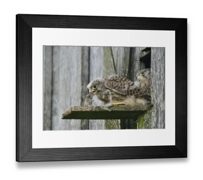 Framed Print : Common Kestrels -Falco tinnunculus-, young birds, Emsland, Lower Saxony, Germany Framed Print : Common Kestrels -Falco tinnunculus-, young birds, Emsland, Lower Saxony, Germany