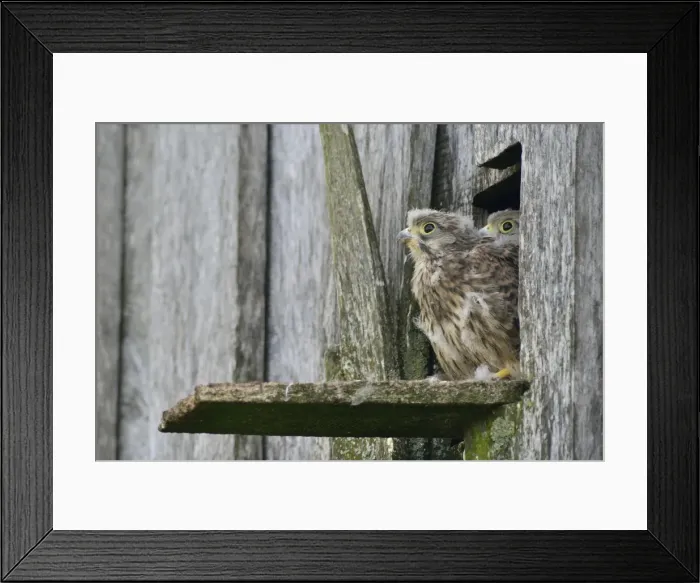 Framed Print : Common Kestrels -Falco tinnunculus-, young birds, Emsland, Lower Saxony, Germany Framed Print : Common Kestrels -Falco tinnunculus-, young birds, Emsland, Lower Saxony, Germany