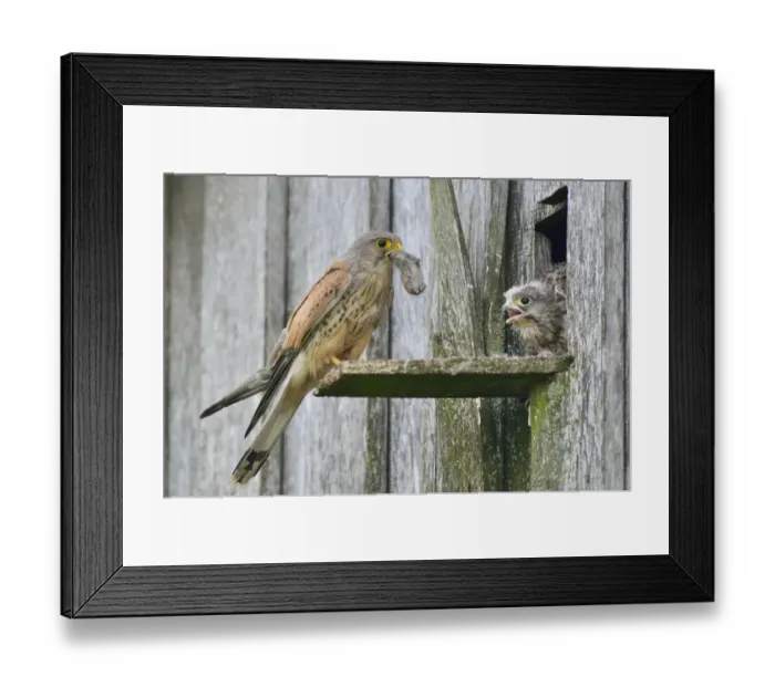 Framed Print : Common Kestrel -Falco tinnunculus- passes mouse to young birds, Emsland, Lower Saxony, Germany Framed Print : Common Kestrel -Falco tinnunculus- passes mouse to young birds, Emsland, Lower Saxony, Germany