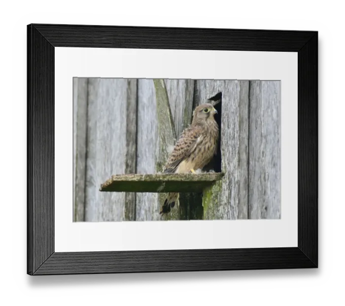 Framed Print : Common Kestrel -Falco tinnunculus-, young bird, Emsland, Lower Saxony, Germany Framed Print : Common Kestrel -Falco tinnunculus-, young bird, Emsland, Lower Saxony, Germany