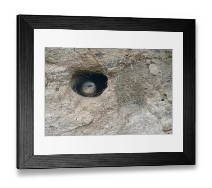 Framed Print : Sand Martin -Riparia riparia-, young bird, Emsland, Lower Saxony, Germany Framed Print : Sand Martin -Riparia riparia-, young bird, Emsland, Lower Saxony, Germany