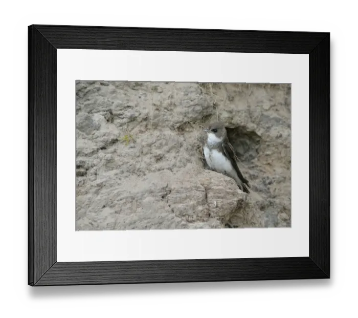 Framed Print : Sand Martin -Riparia riparia-, Emsland, Lower Saxony, Germany Framed Print : Sand Martin -Riparia riparia-, Emsland, Lower Saxony, Germany