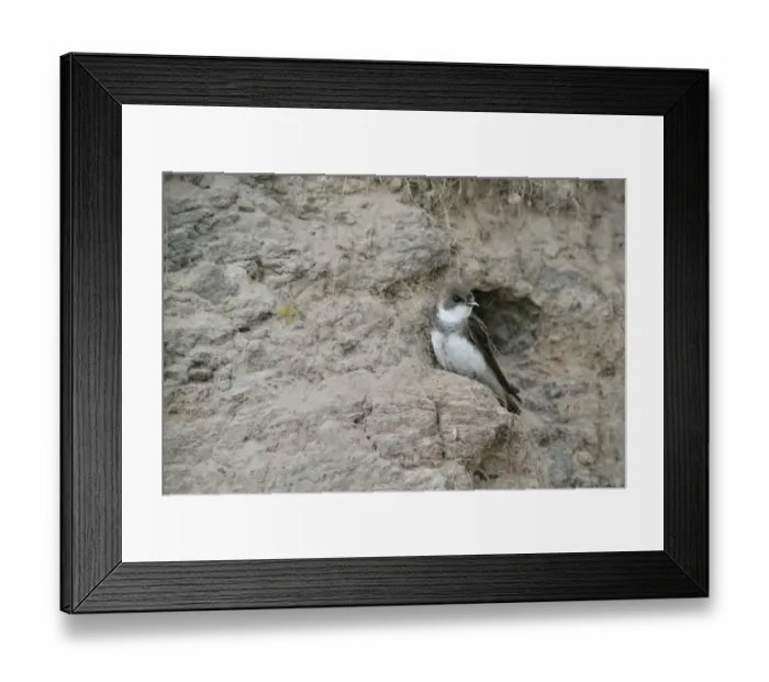 Framed Print : Sand Martin -Riparia riparia-, Emsland, Lower Saxony, Germany Framed Print : Sand Martin -Riparia riparia-, Emsland, Lower Saxony, Germany