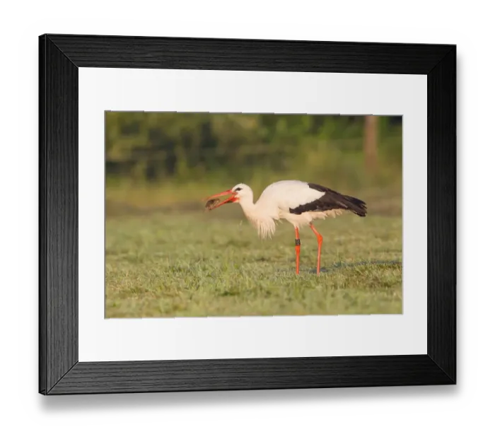 Framed Print : White Stork -Ciconia ciconia- with captured vole, North Hesse, Hesse, Germany