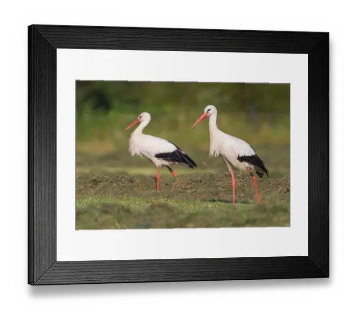 Framed Print : Two White Storks -Ciconia ciconia- foraging on meadow, North Hesse, Hesse, Germany Framed Print : Two White Storks -Ciconia ciconia- foraging on meadow, North Hesse, Hesse, Germany