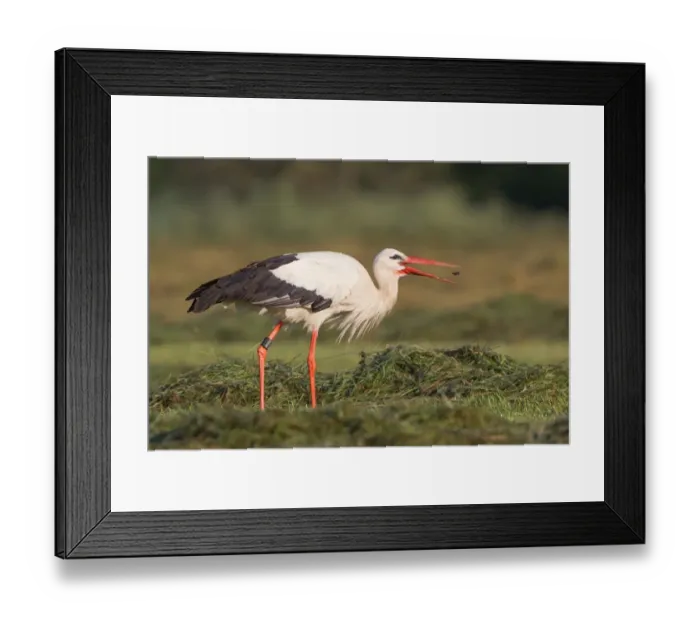 Framed Print : White Stork -Ciconia ciconia- with a captured beetle, North Hesse, Hesse, Germany Framed Print : White Stork -Ciconia ciconia- with a captured beetle, North Hesse, Hesse, Germany