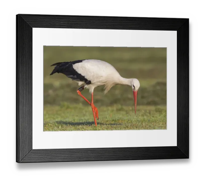 Framed Print : White Stork -Ciconia ciconia- foraging on meadow, North Hesse, Hesse, Germany