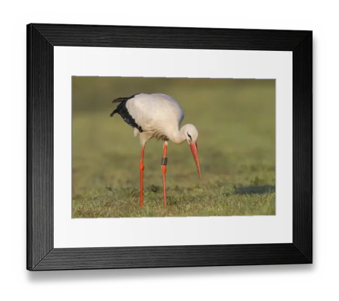Framed Print : White Stork -Ciconia ciconia- foraging on meadow, North Hesse, Hesse, Germany