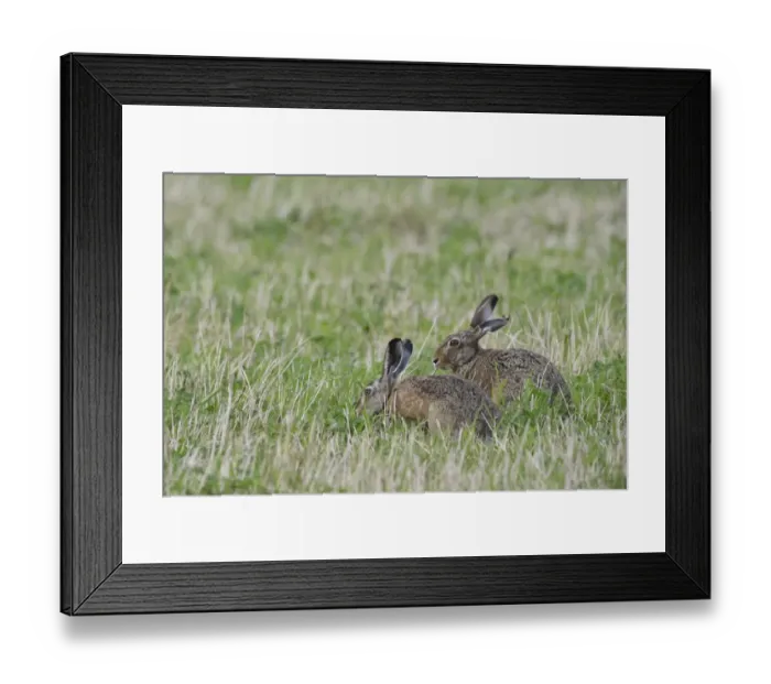 Framed Print : Two Hares -Lepus europaeus-, Emsland, Lower Saxony, Germany Framed Print : Two Hares -Lepus europaeus-, Emsland, Lower Saxony, Germany
