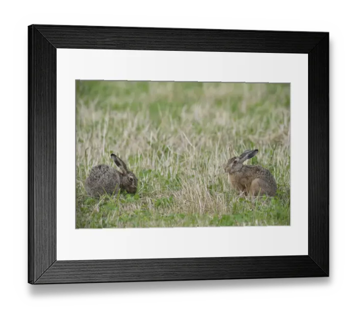 Framed Print : Two Hares -Lepus europaeus-, Emsland, Lower Saxony, Germany