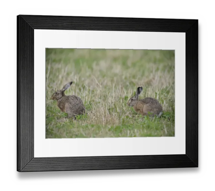 Framed Print : Two Hares -Lepus europaeus-, Emsland, Lower Saxony, Germany