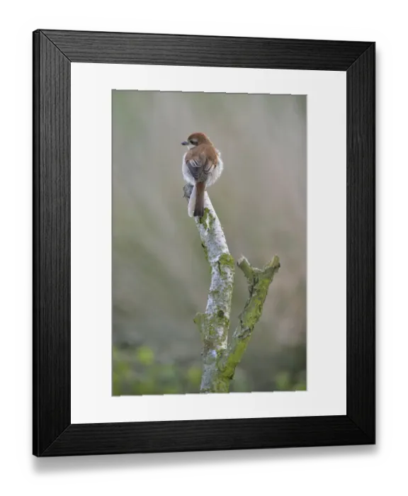 Framed Print : Red-backed Shrike -Lanius collurio-, female, Emsland, Lower Saxony, Germany