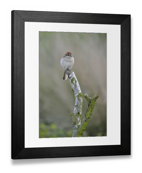 Framed Print : Red-backed Shrike -Lanius collurio-, female, Emsland, Lower Saxony, Germany