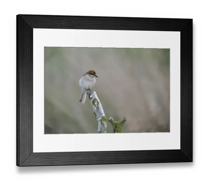 Framed Print : Red-backed Shrike -Lanius collurio-, female, Emsland, Lower Saxony, Germany Framed Print : Red-backed Shrike -Lanius collurio-, female, Emsland, Lower Saxony, Germany