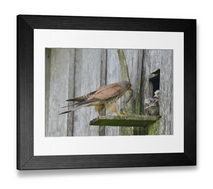 Framed Print : Common Kestrel -Falco tinnunculus- passes mouse to young birds, Emsland, Lower Saxony, Germany Framed Print : Common Kestrel -Falco tinnunculus- passes mouse to young birds, Emsland, Lower Saxony, Germany