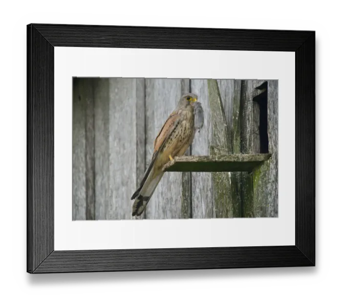 Framed Print : Common Kestrel -Falco tinnunculus- with captured mouse, Emsland, Lower Saxony, Germany Framed Print : Common Kestrel -Falco tinnunculus- with captured mouse, Emsland, Lower Saxony, Germany