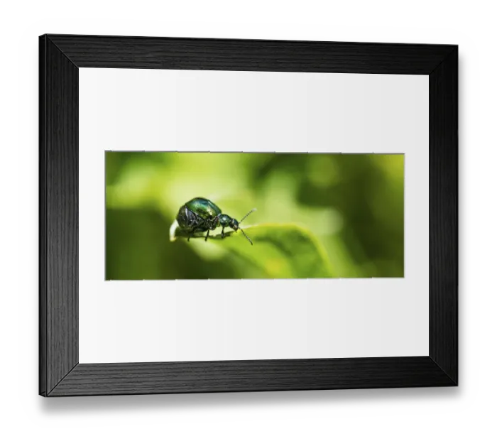 Framed Print : Green Dock Beetle -Gastrophysa viridula-, female, abdomen full of eggs, Austria Framed Print : Green Dock Beetle -Gastrophysa viridula-, female, abdomen full of eggs, Austria