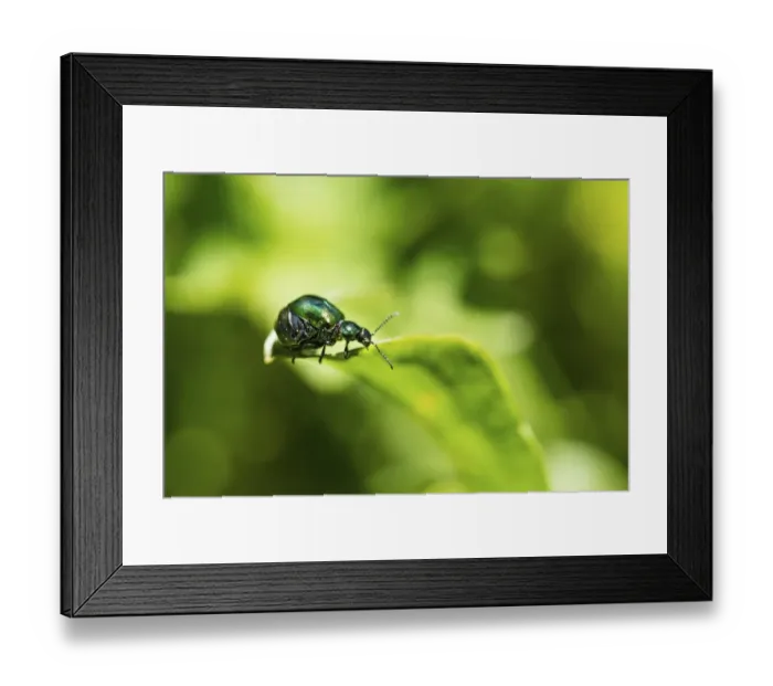 Framed Print : Green Dock Beetle -Gastrophysa viridula-, female, abdomen full of eggs, Austria Framed Print : Green Dock Beetle -Gastrophysa viridula-, female, abdomen full of eggs, Austria