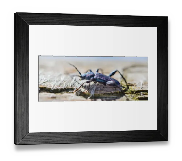 Framed Print : Violet Tanbark Beetle -Callidium violaceum- Framed Print : Violet Tanbark Beetle -Callidium violaceum-