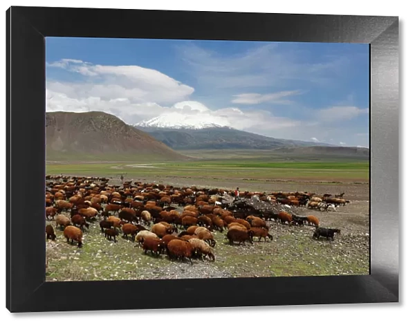 Flock of sheep in front of Mount Ararat, Buyuk Agri Dagi, Dogubayazit, Dogubeyazit, Dogubeyazit, Agri province, Agri, Eastern Anatolia Region, Anatolia, Turkey