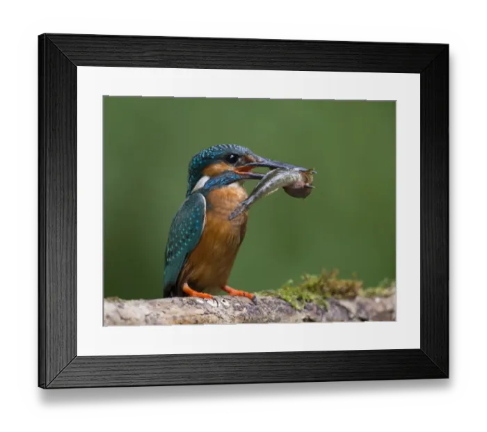 Framed Print : Common Kingfisher -Alcedo atthis- with a captured fish, Eifel, Rhineland-Palatinate, Germany Framed Print : Common Kingfisher -Alcedo atthis- with a captured fish, Eifel, Rhineland-Palatinate, Germany