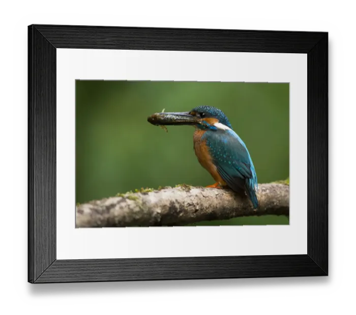 Framed Print : Common Kingfisher -Alcedo atthis-, Eifel, Rhineland-Palatinate, Germany Framed Print : Common Kingfisher -Alcedo atthis-, Eifel, Rhineland-Palatinate, Germany