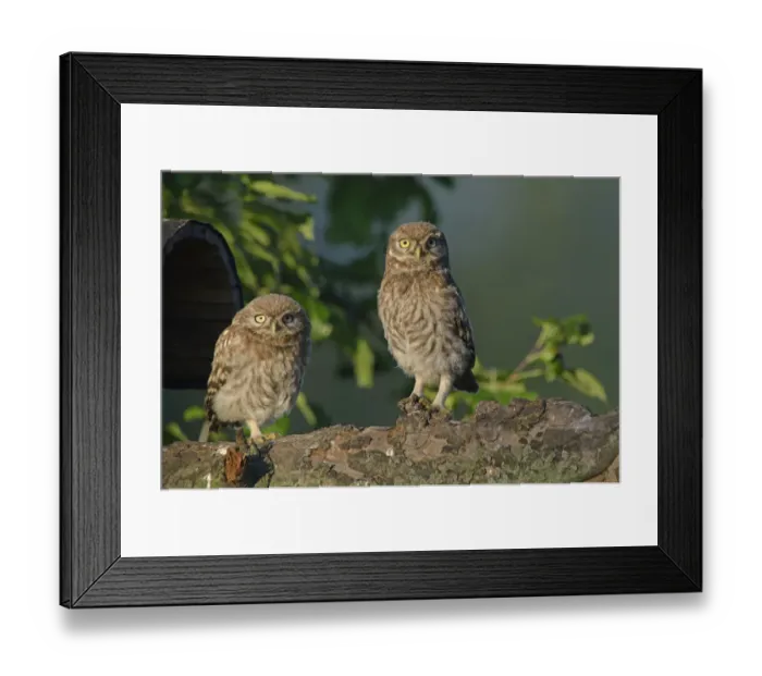 Framed Print : Little Owls -Athene noctua-, young, Emsland, Lower Saxony, Germany Framed Print : Little Owls -Athene noctua-, young, Emsland, Lower Saxony, Germany