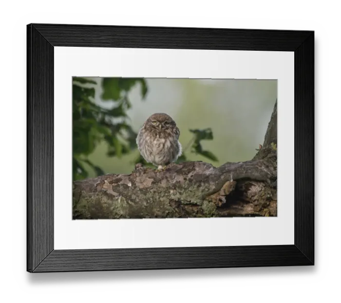 Framed Print : Little Owl -Athene noctua-, young, Emsland, Lower Saxony, Germany Framed Print : Little Owl -Athene noctua-, young, Emsland, Lower Saxony, Germany